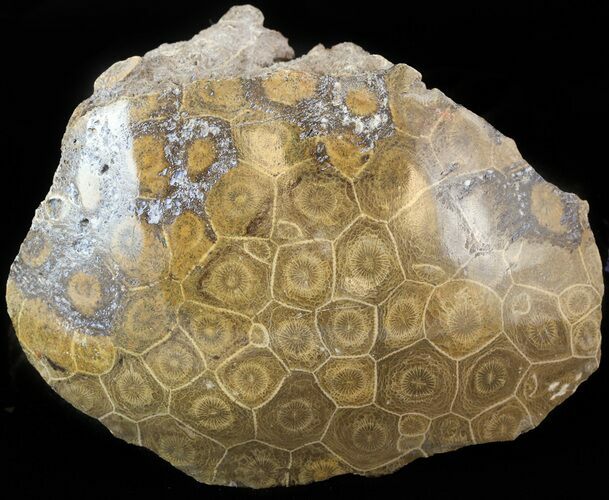 Polished Fossil Coral Head - Morocco #44918